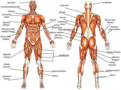 the muscular system consists of the